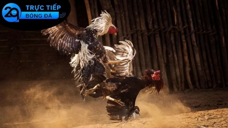 Ưu điểm đá gà tại 2Q